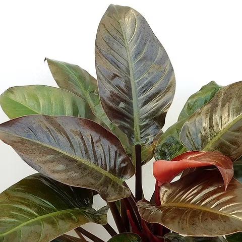 Philodendron 'Imperial Red' - Large