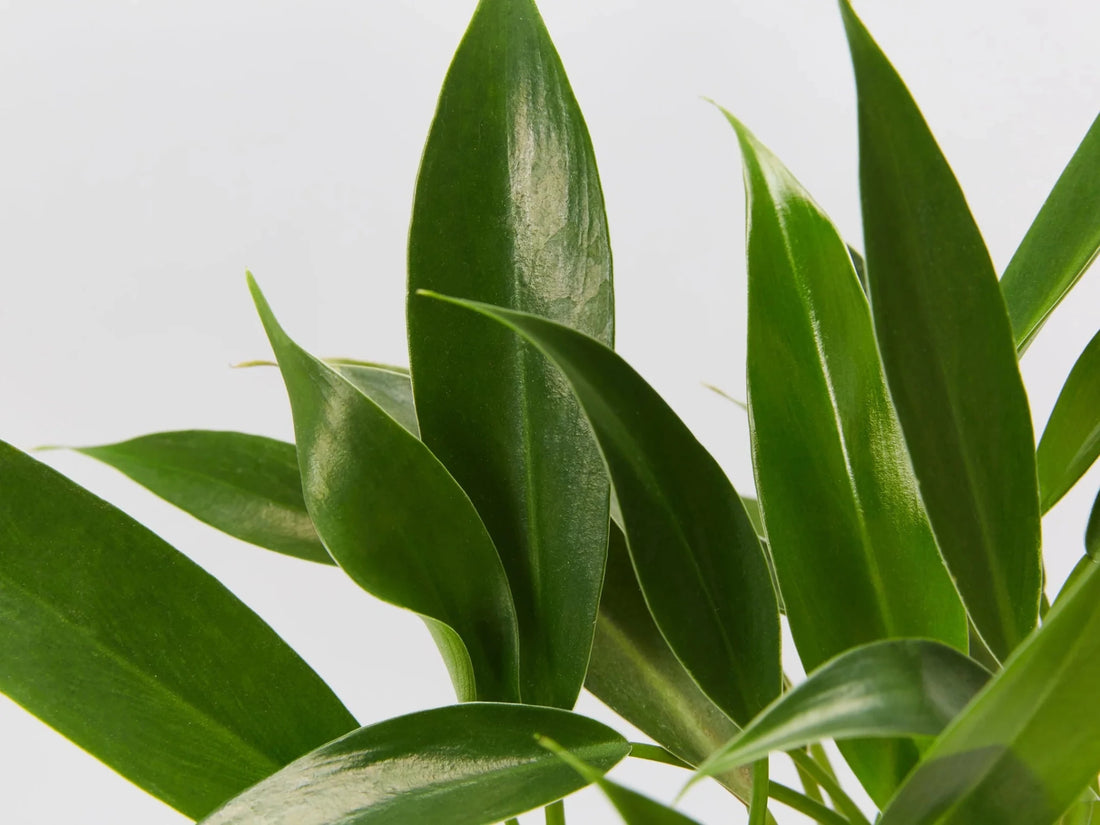 Philodendron 'Little Phil™' - Ladybird Nursery
