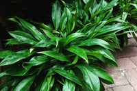 Philodendron 'Little Phil™' - Ladybird Nursery