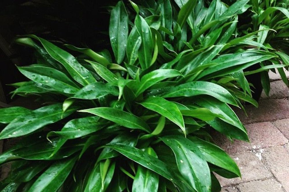 Philodendron 'Little Phil™' - Ladybird Nursery