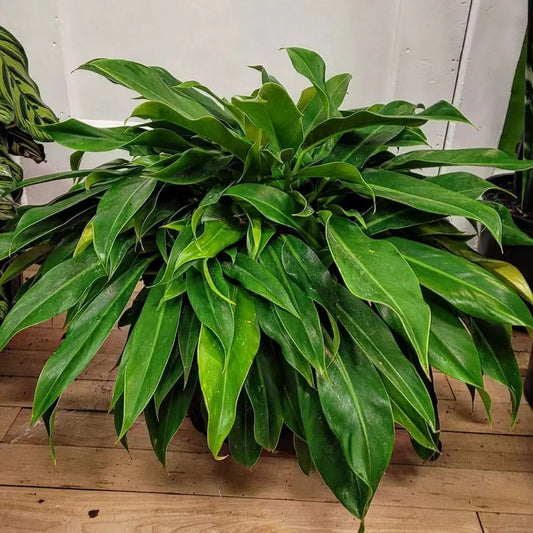 Philodendron 'Little Phil™' - Ladybird Nursery
