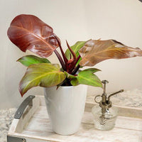Philodendron ‘McColley’s Finale’ - Ladybird Nursery