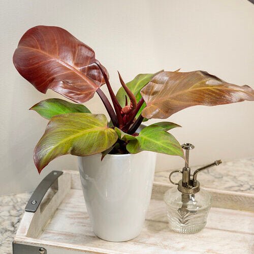 Philodendron ‘McColley’s Finale’ - Ladybird Nursery