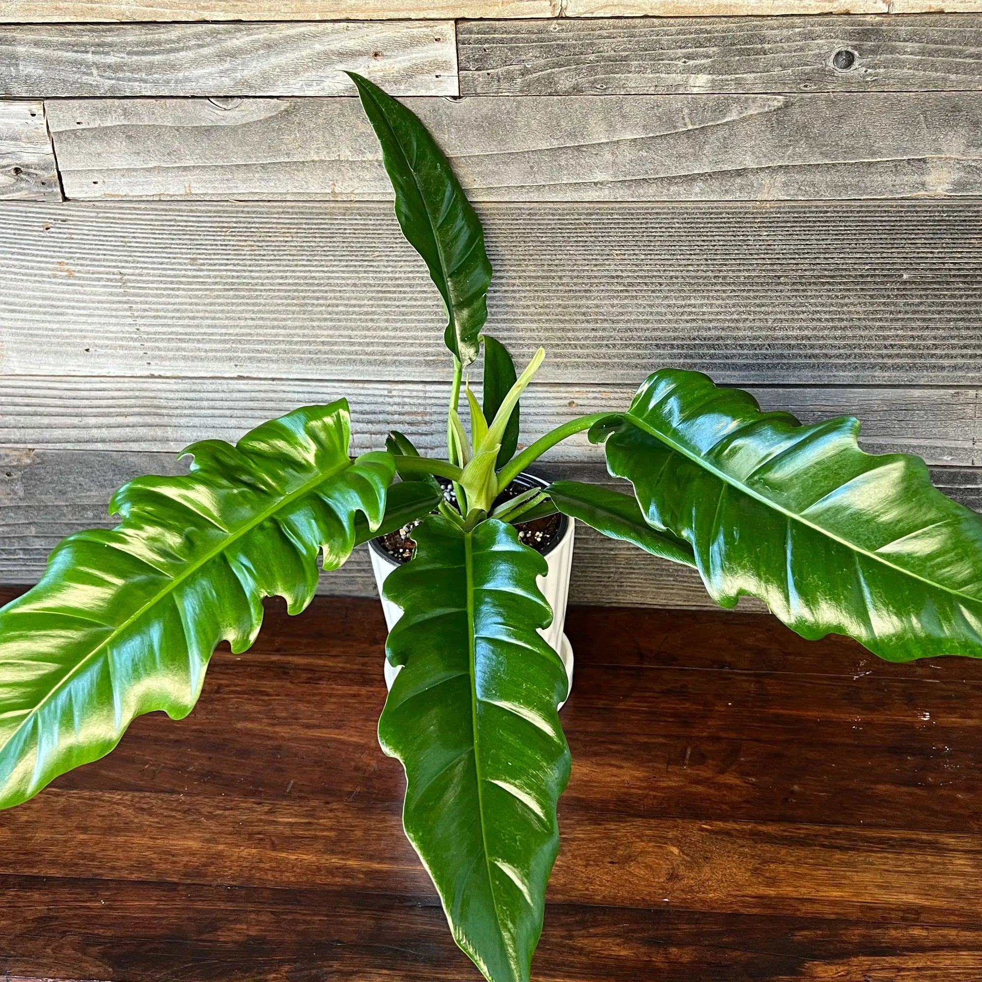 philodendron dino feet Philodendron Narrow Tiger Tooth Plant – Buy Now! – Ladybird Nursery