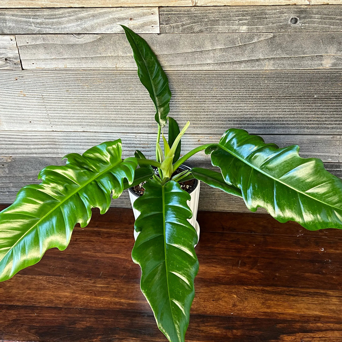Philodendron Narrow Tiger Tooth - Ladybird Nursery