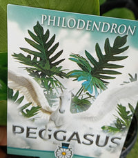 Philodendron 'Pegasus' - Ladybird Nursery