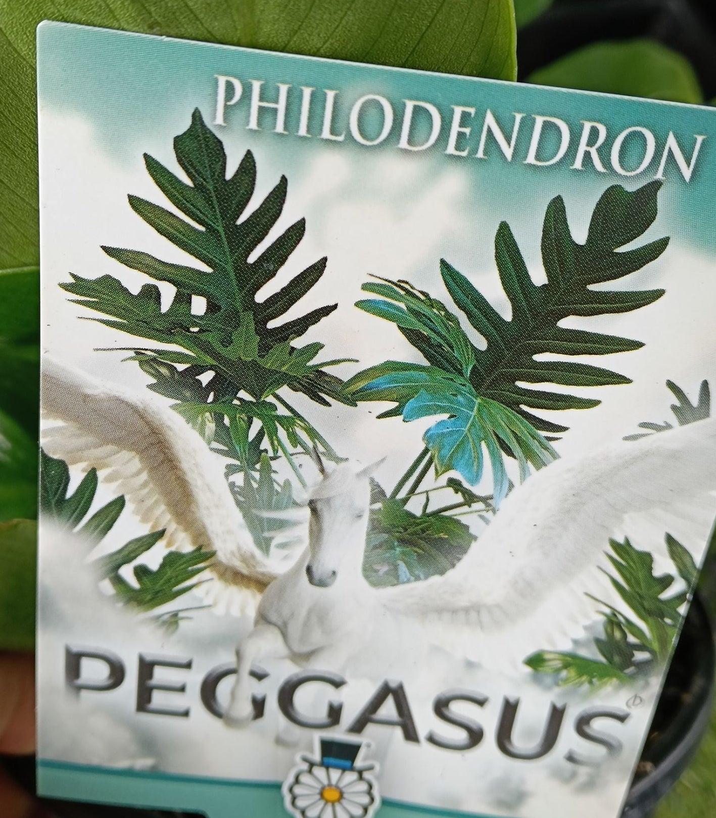 Philodendron 'Pegasus' - Ladybird Nursery