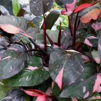 Philodendron 'Pink Princess' - Large - Ladybird Nursery