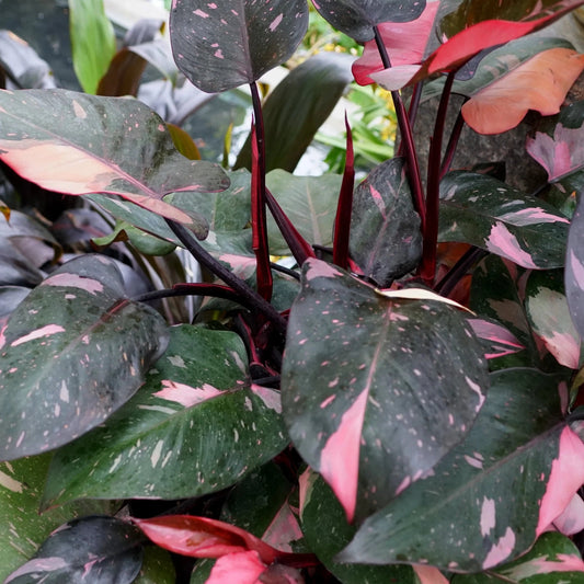 Philodendron 'Pink Princess' - Large - Ladybird Nursery