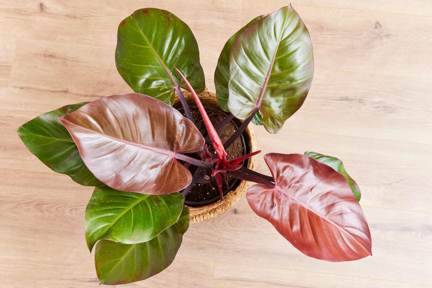 Philodendron 'Prince of Orange' - Large - Ladybird Nursery
