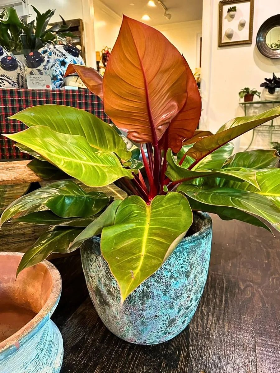 Philodendron 'Prince of Orange' - Large - Ladybird Nursery