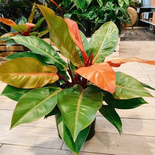 Philodendron 'Prince of Orange' - Large - Ladybird Nursery