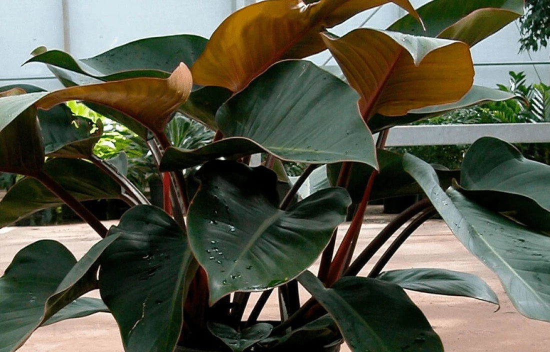 Philodendron 'Rojo Congo' - Large - Ladybird Nursery