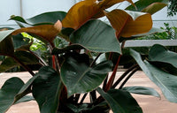 Philodendron 'Rojo Congo' - Large - Ladybird Nursery