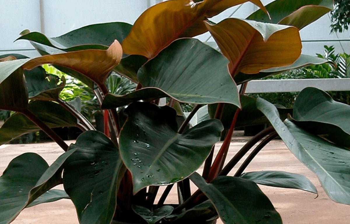 Philodendron 'Rojo Congo' - Large - Ladybird Nursery