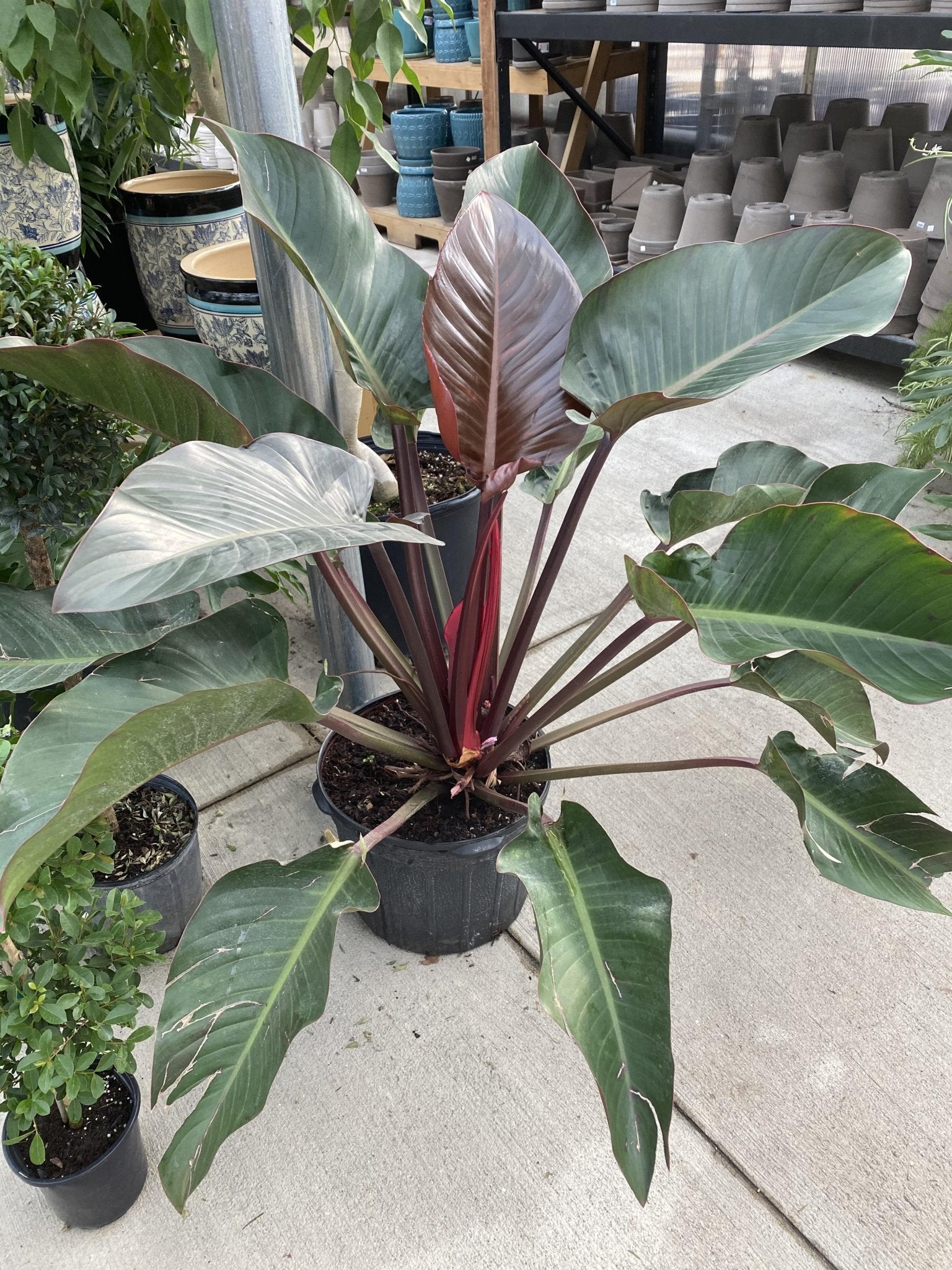 Philodendron 'Rojo Congo' - Advanced (PICKUP ONLY) - Ladybird Nursery