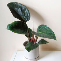 Philodendron 'Rojo Congo' - Ladybird Nursery