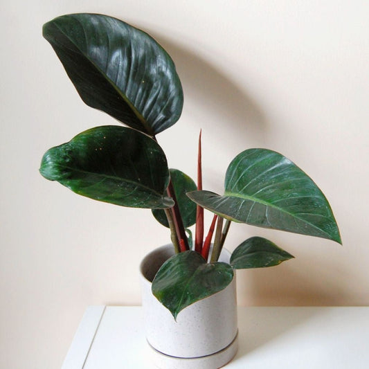 Philodendron 'Rojo Congo' - Ladybird Nursery