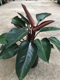 Philodendron 'Rojo Congo' - Large - Ladybird Nursery