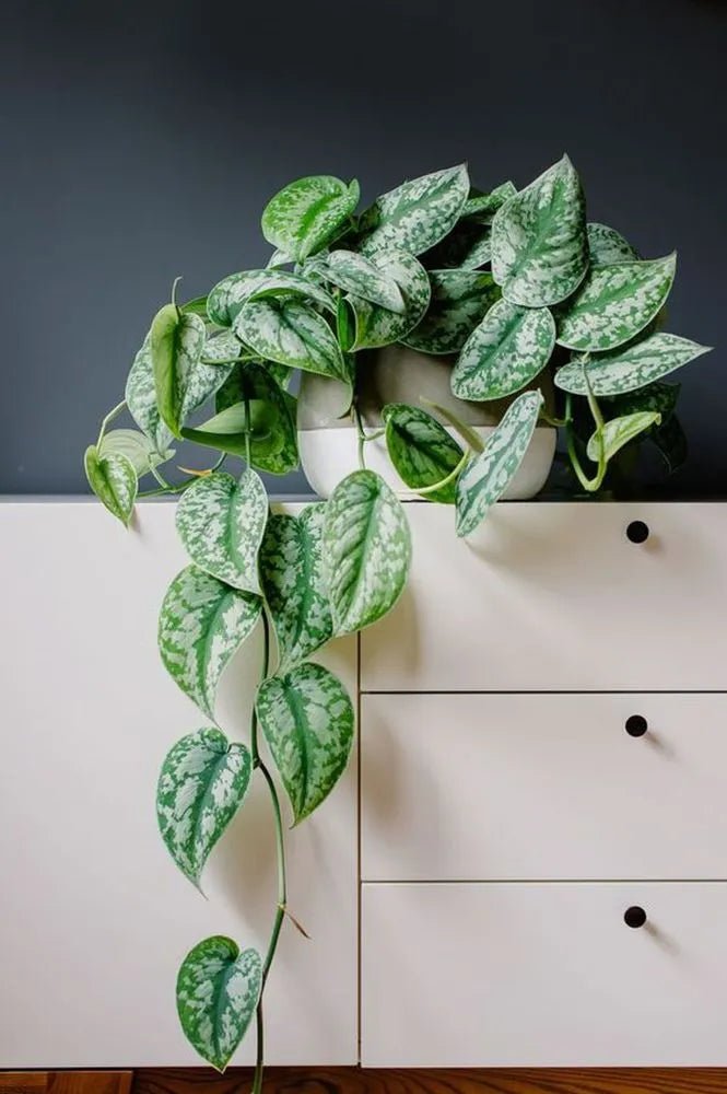Philodendron 'Silver Cloud' - Ladybird Nursery