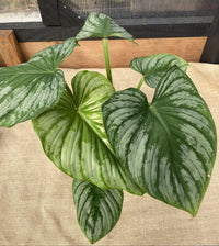 Philodendron 'Silver Cloud' - Ladybird Nursery