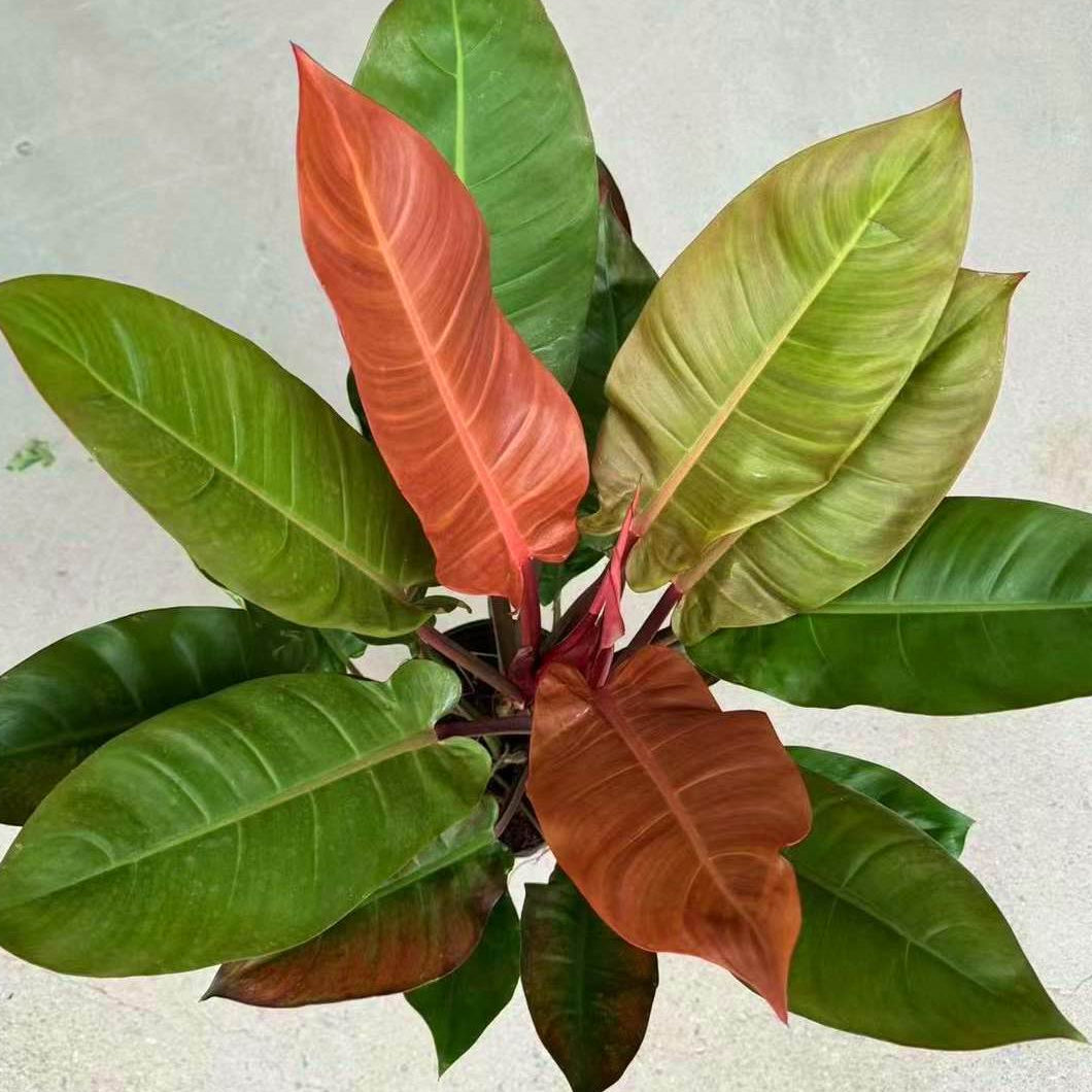 Philodendron 'Sun Red' (Philodendron erubescens) - Ladybird Nursery