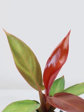 Philodendron 'Sun Red' (Philodendron erubescens) - Ladybird Nursery
