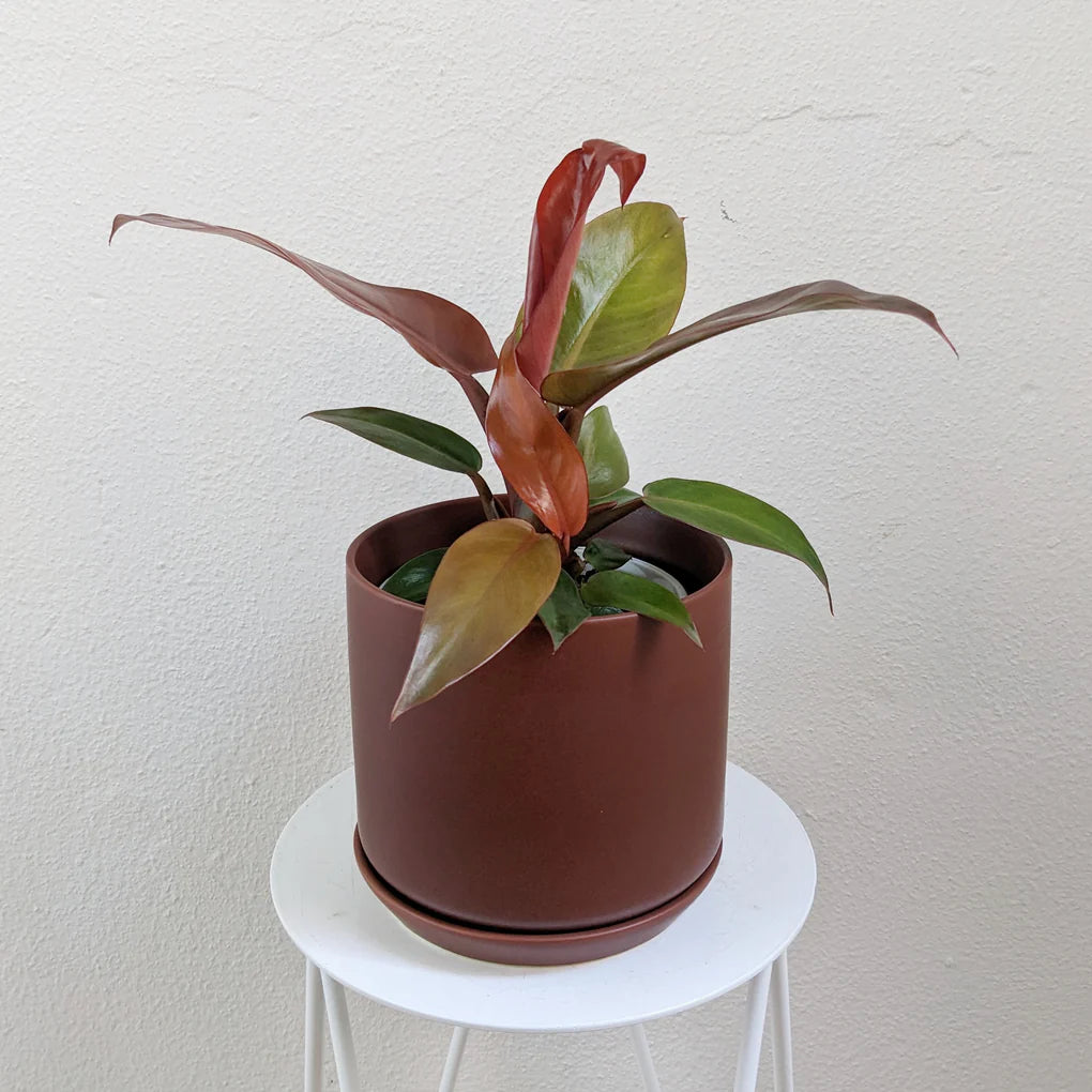Philodendron 'Sun Red' (Philodendron erubescens) - Ladybird Nursery