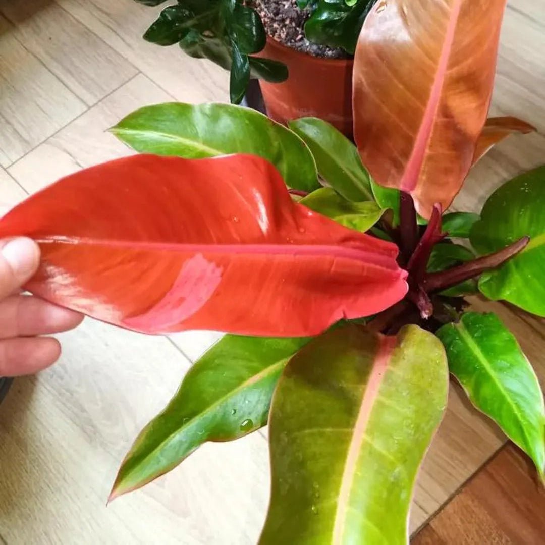 Philodendron 'Sun Red' (Philodendron erubescens) - Ladybird Nursery