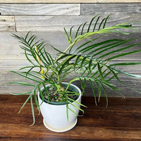 Philodendron (Philodendron tortum) - Ladybird Nursery