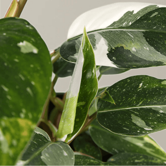 Philodendron 'White Princess' - Ladybird Nursery