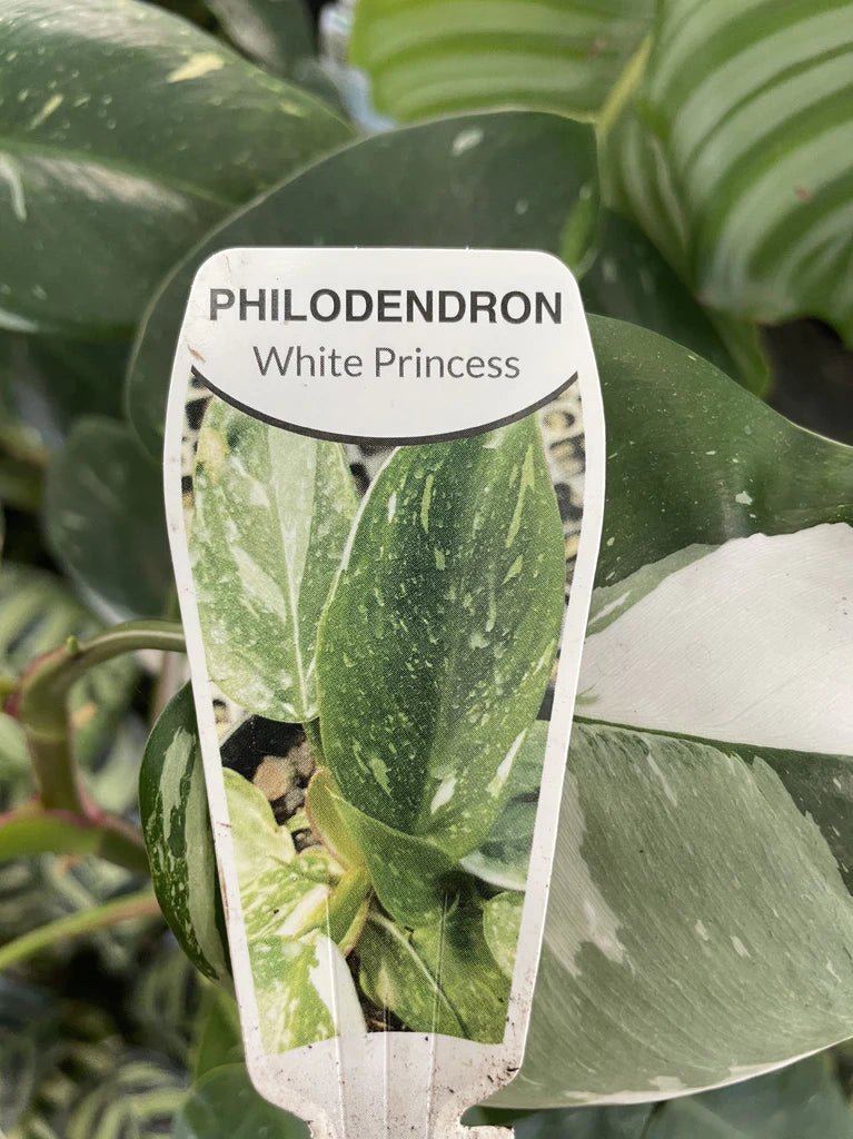 Philodendron 'White Princess' - Ladybird Nursery