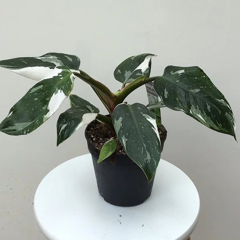 Philodendron 'White Princess' - Large - Ladybird Nursery