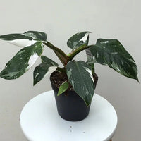 Philodendron 'White Princess' - Large - Ladybird Nursery