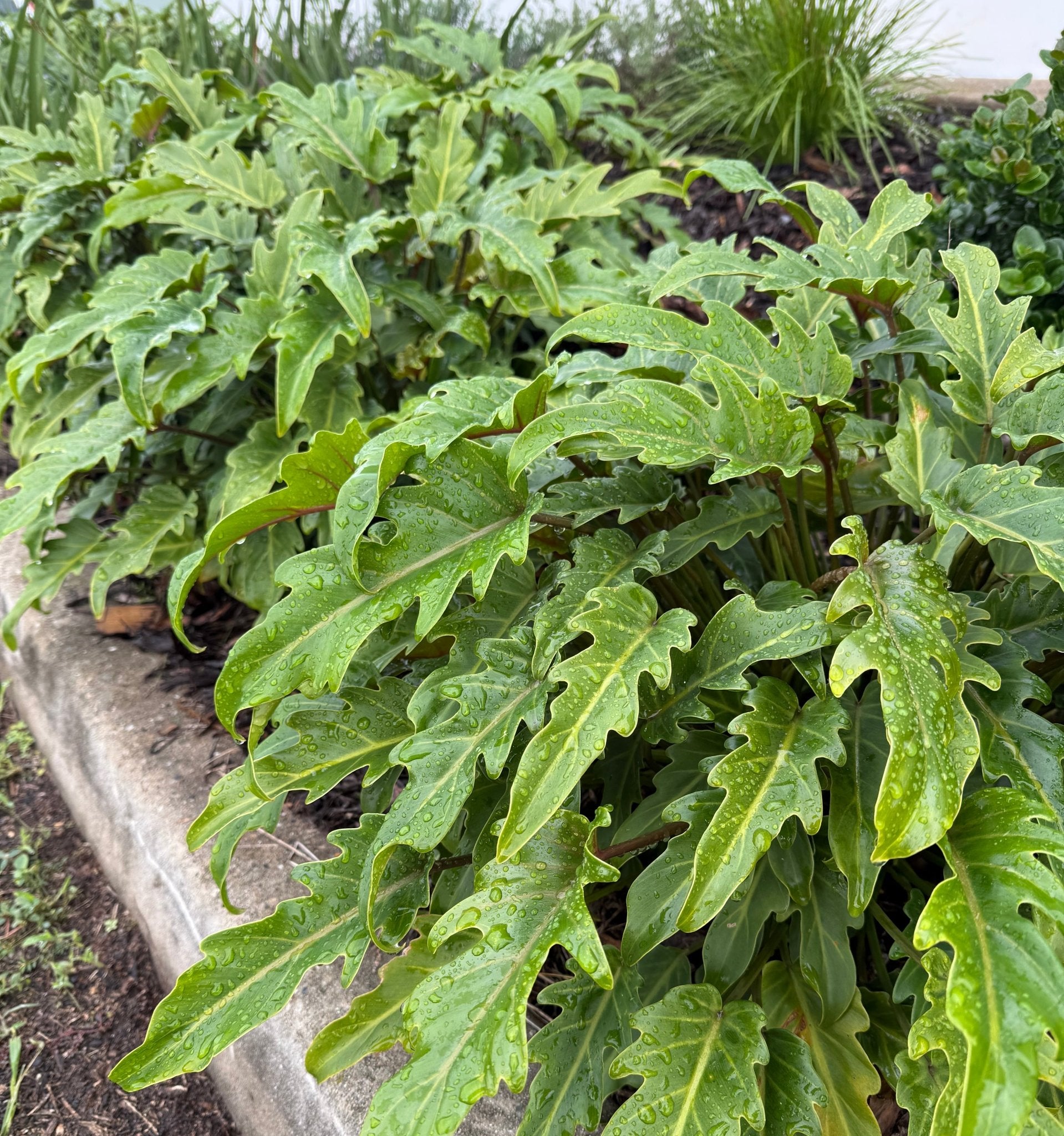 Philodendron 'Xanadu' - Ladybird Nursery