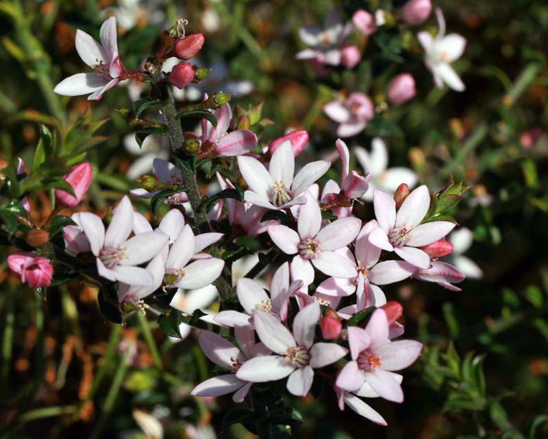 Waxflower Cascade of Stars (Philotheca buxifolia) - Ladybird Nursery