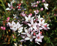 Waxflower Cascade of Stars (Philotheca buxifolia)