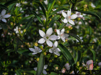Waxflower Profusion (Philotheca myoporoides)