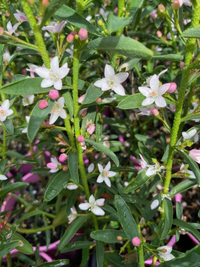 Waxflower Profusion (Philotheca myoporoides) - Ladybird Nursery