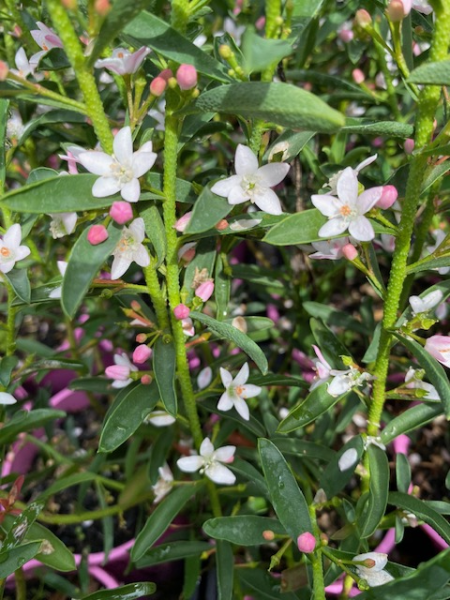 Waxflower Profusion (Philotheca myoporoides) - Ladybird Nursery