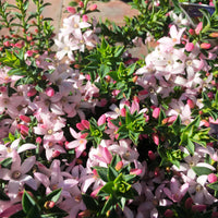 Waxflower Cascade of Stars (Philotheca buxifolia)