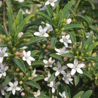 Waxflower Profusion (Philotheca myoporoides) - Ladybird Nursery