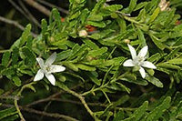 Waxflower (Philotheca difformis)