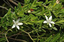 Waxflower (Philotheca difformis) - Ladybird Nursery