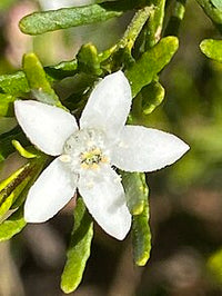 Waxflower (Philotheca difformis)