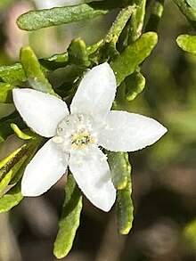 Waxflower (Philotheca difformis)
