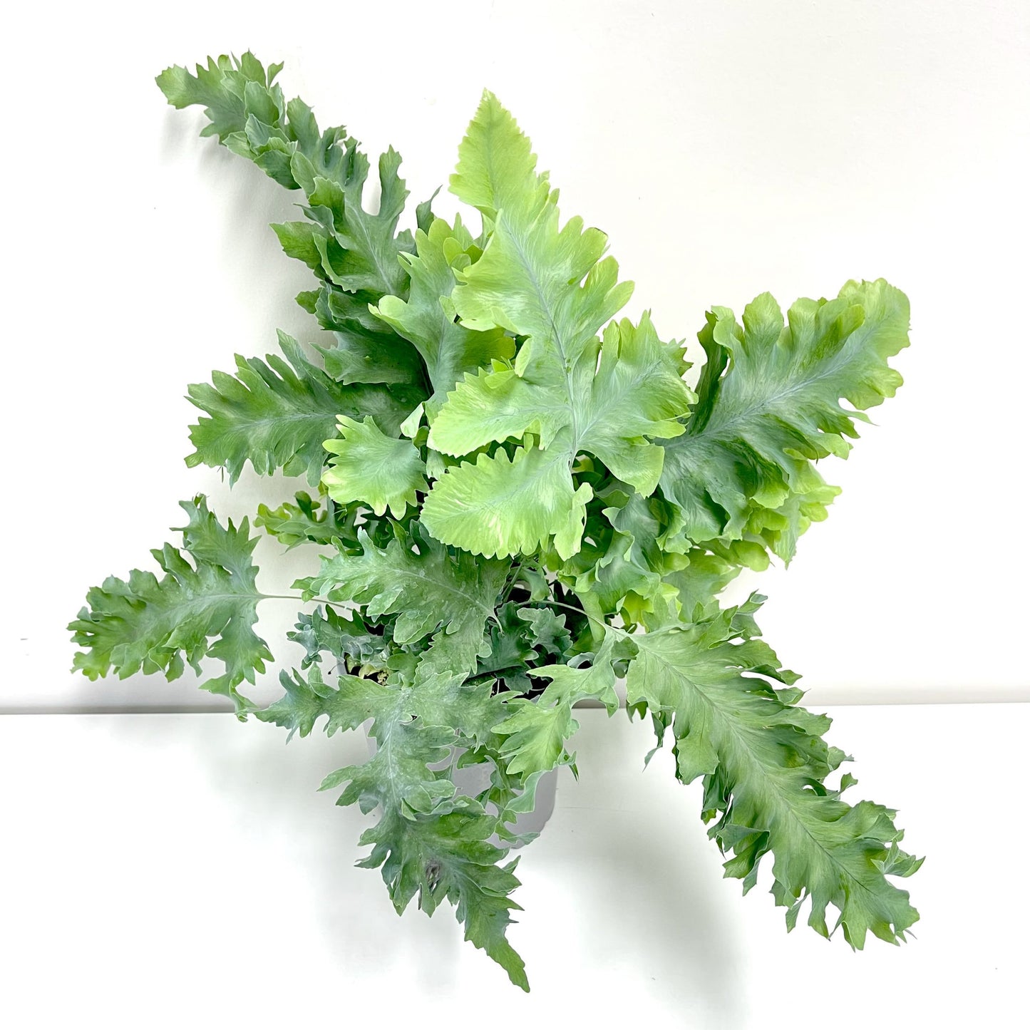 Blue Star Fern Davana (Phlebodium aureum)