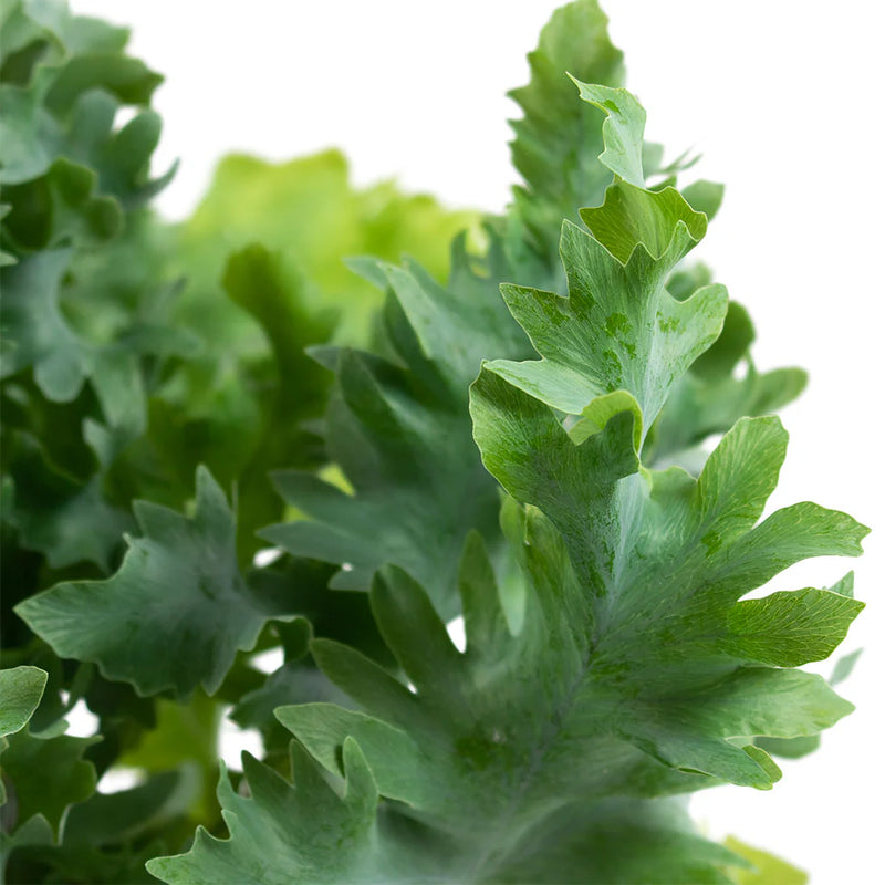 Blue Star Fern Davana (Phlebodium aureum)