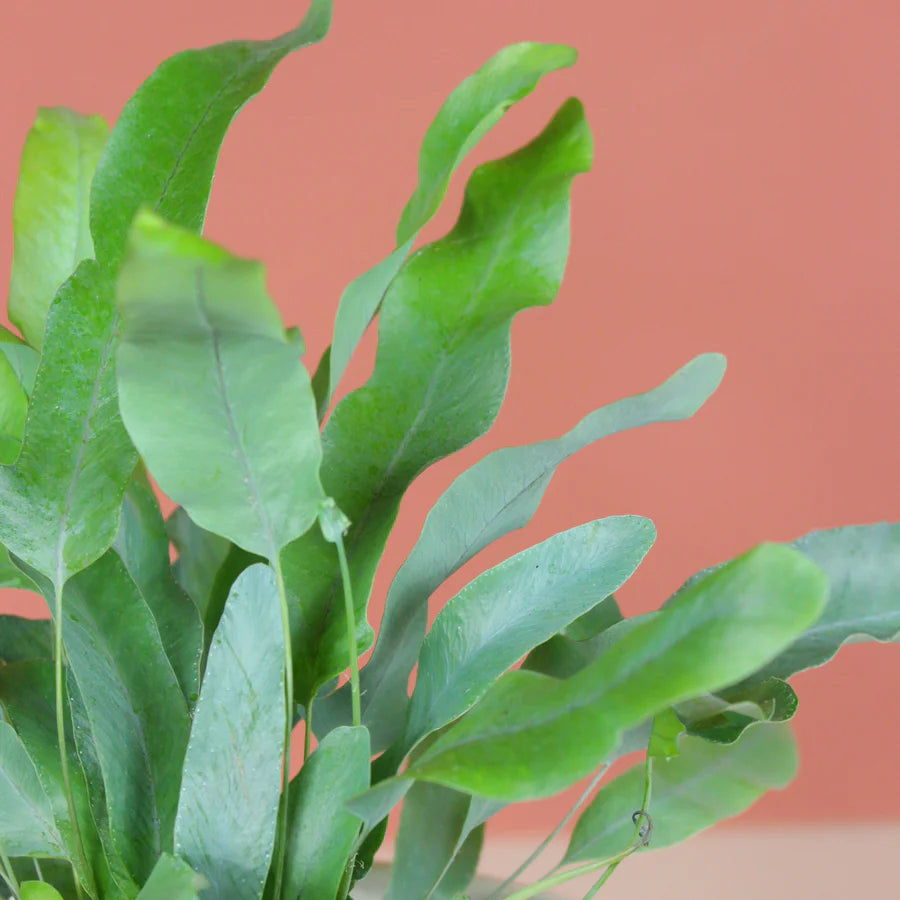 Blue Star Fern Mandaianum (Phlebodium aureum)