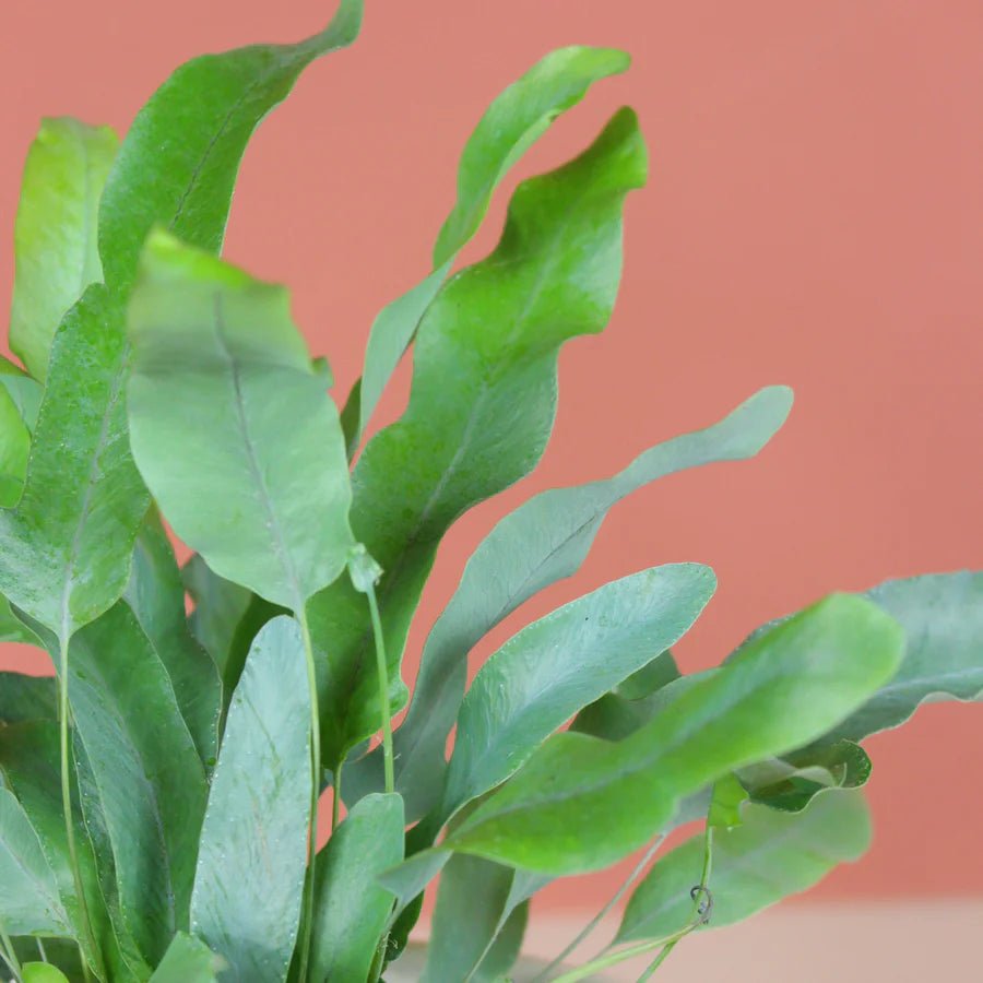 Blue Star Fern Mandaianum (Phlebodium aureum) - Ladybird Nursery